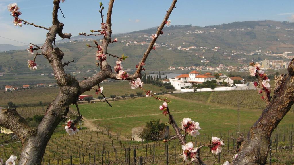 Hôtel Quinta De Tourais à Lamego Extérieur photo